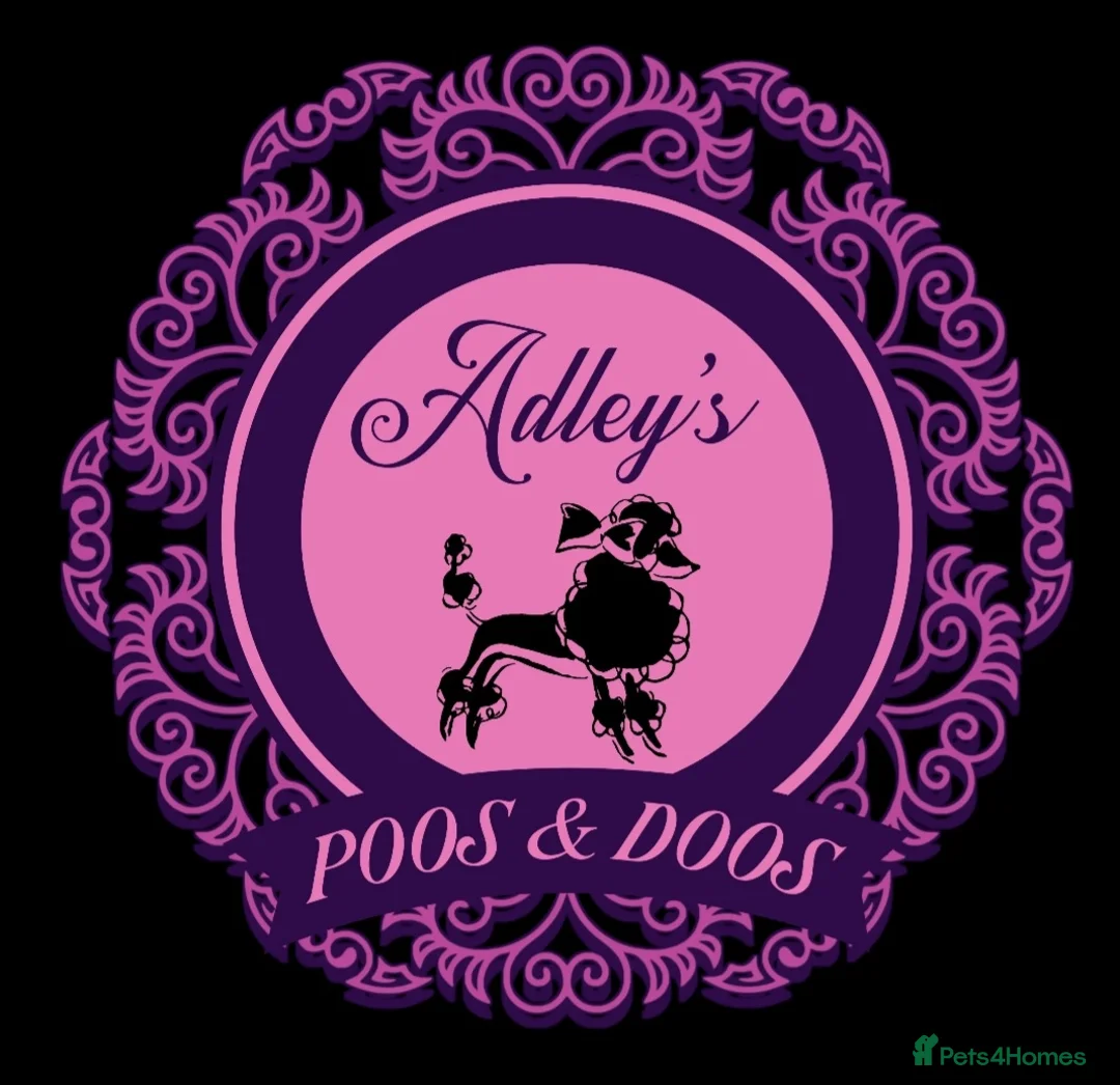 Toy Poodle dogs for stud: Toy Poodle stud - Health Tested in Aberdeen - Advert 4