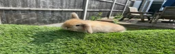 Mini Lion Lop rabbits for sale: Mini Lion Lops for sale  - Advert 12