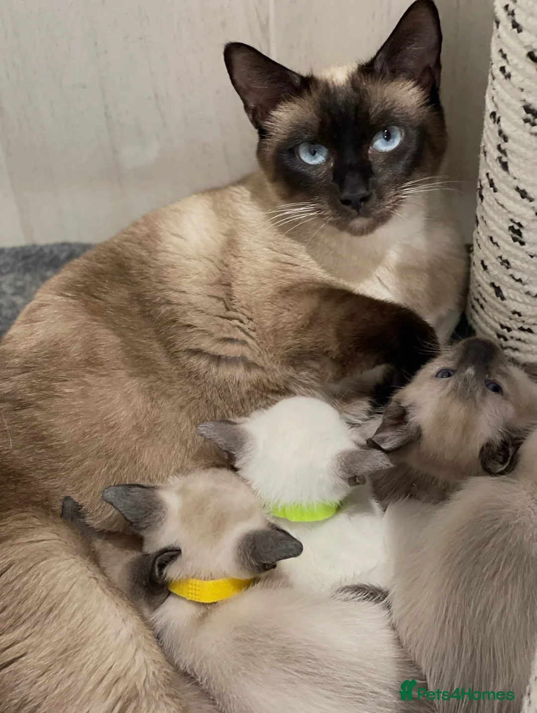 Siamese cats for sale: GCCF Registered Traditional Siamese Kittens.  - Advert 1