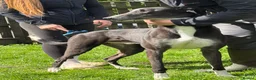 Greyhound dogs for sale: Niall - Advert 2