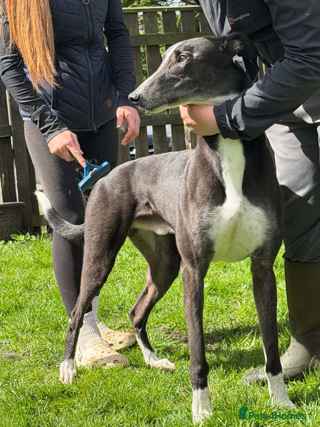 Greyhound dogs for sale: Niall - Advert 2