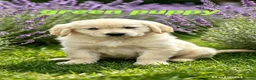 Golden Retriever dogs for sale: ⭐️ health tested golden retrievers ⭐️ - Advert 5