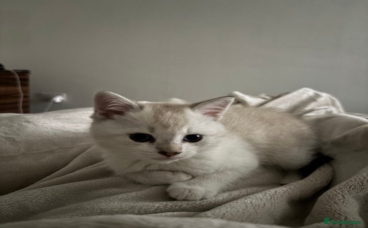 British Shorthair cats 3 months adorable boy for sale - Advert 1