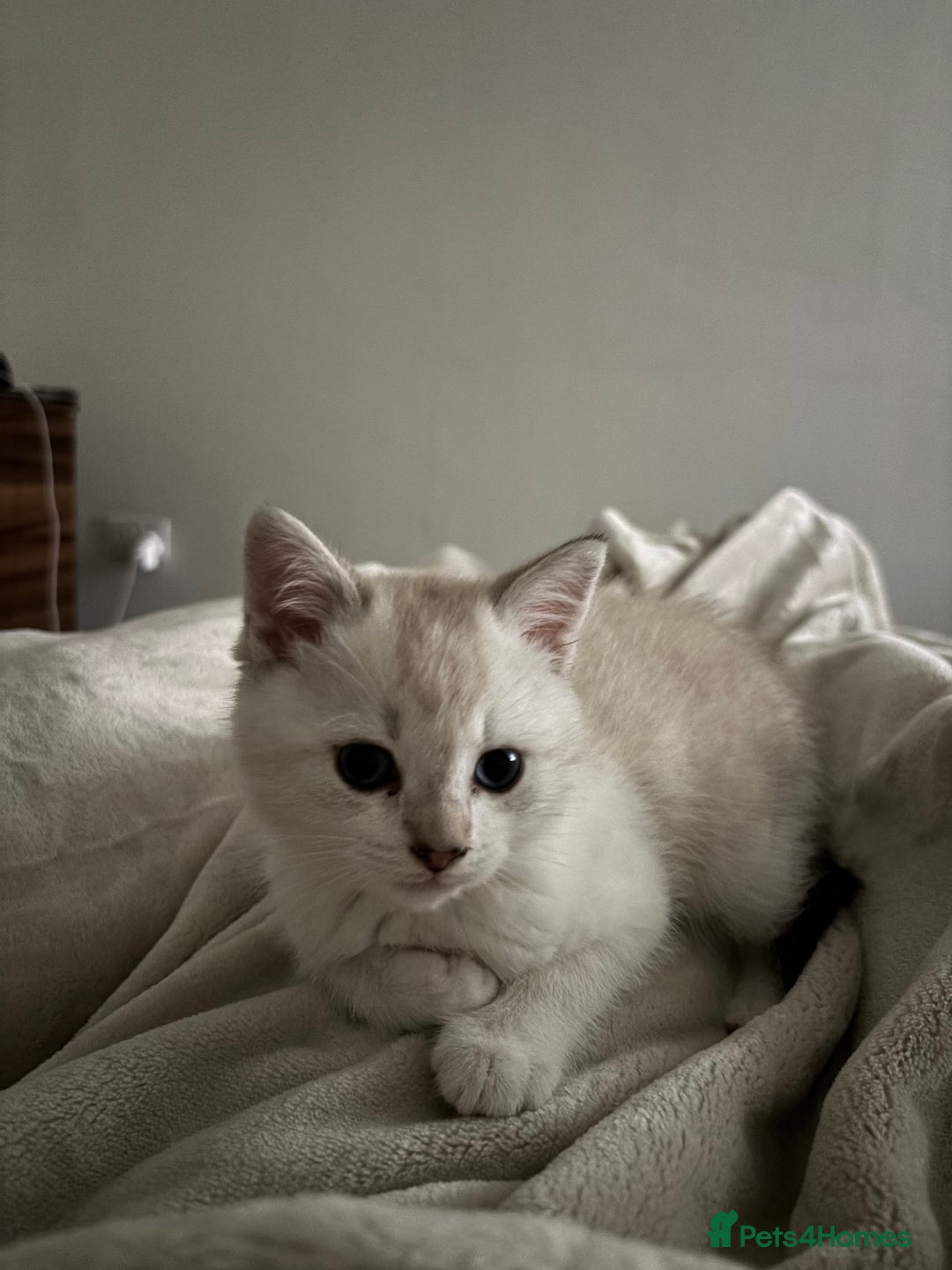 British Shorthair cats for sale: 3 months adorable boy for sale - Advert 1