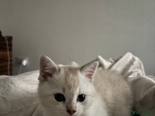 British Shorthair cats 3 months adorable boy for sale - Advert 1