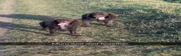 Sprocker dogs for sale: Sprockers for sale  in Doncaster - Advert 9