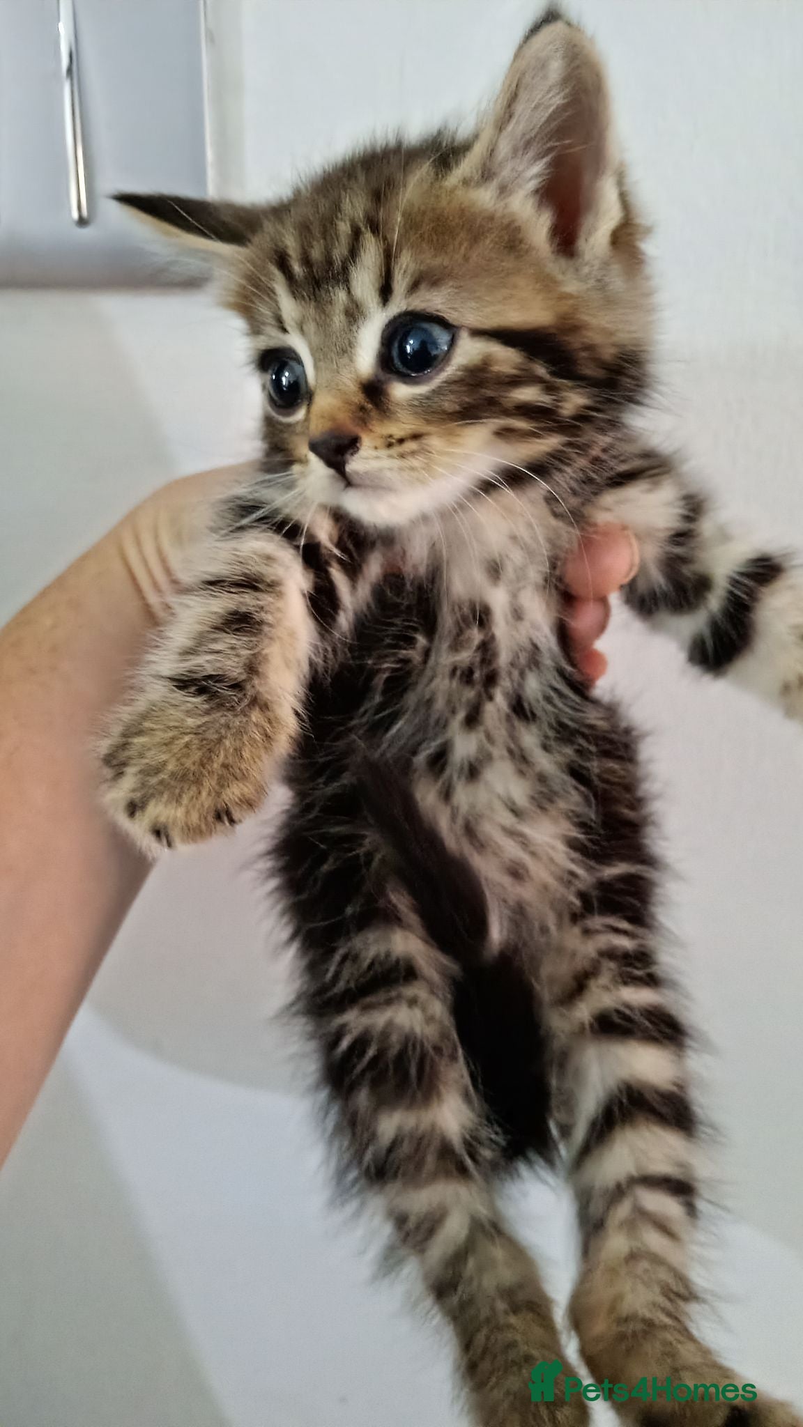 Bengal cats READY NOW Female Bengal kittens - Advert 6