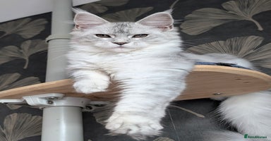 Maine Coon cats - Advert 11