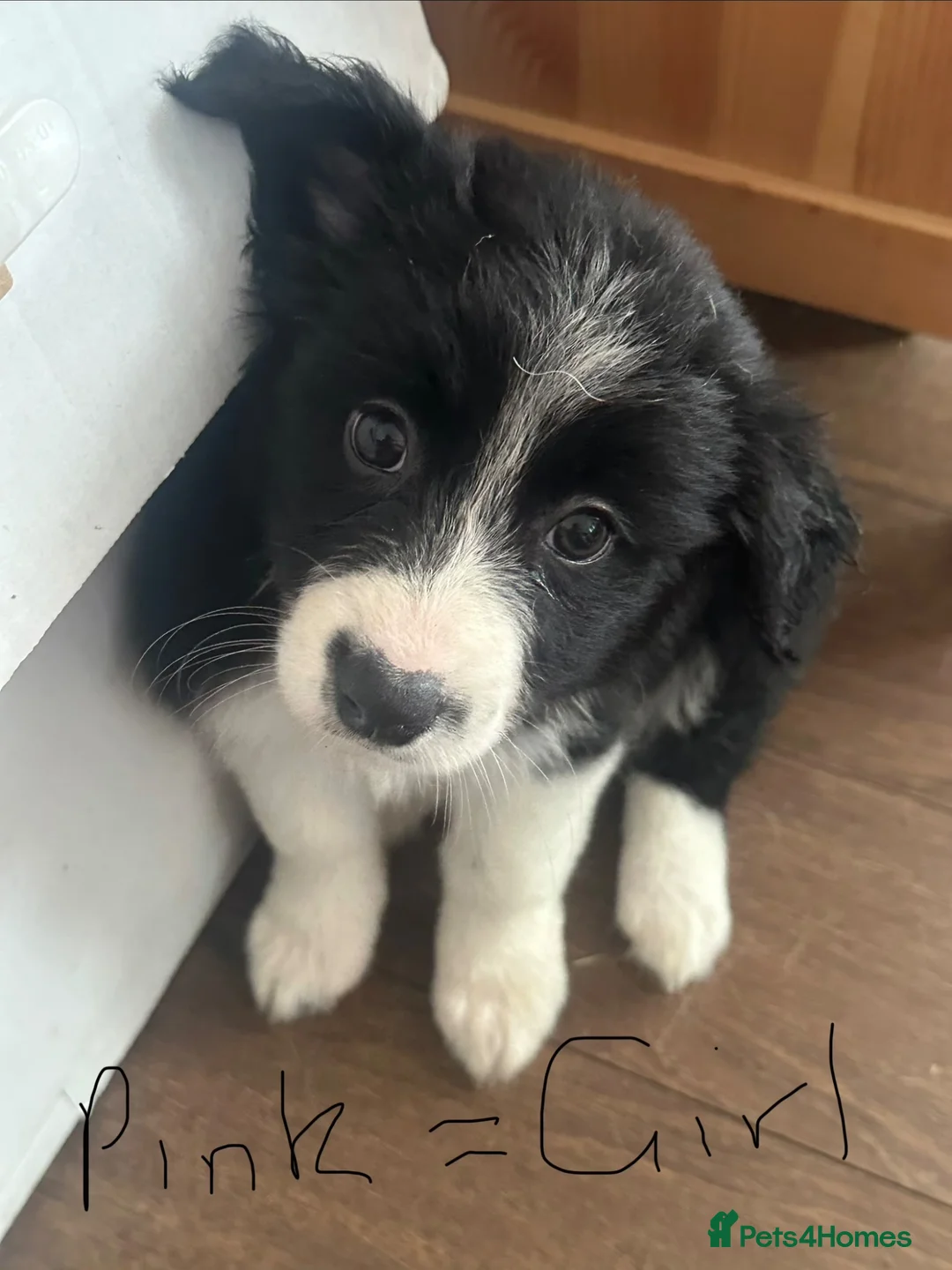 Border Collie dogs for sale: Border collie puppies in Tranent - Advert 1