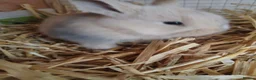 Mini Lop rabbits for sale: Beautiful MiniLop Bunnies - Advert 8
