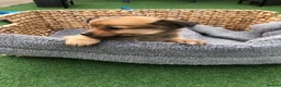Pomchi dogs for sale: Pomchi puppies  - Advert 8