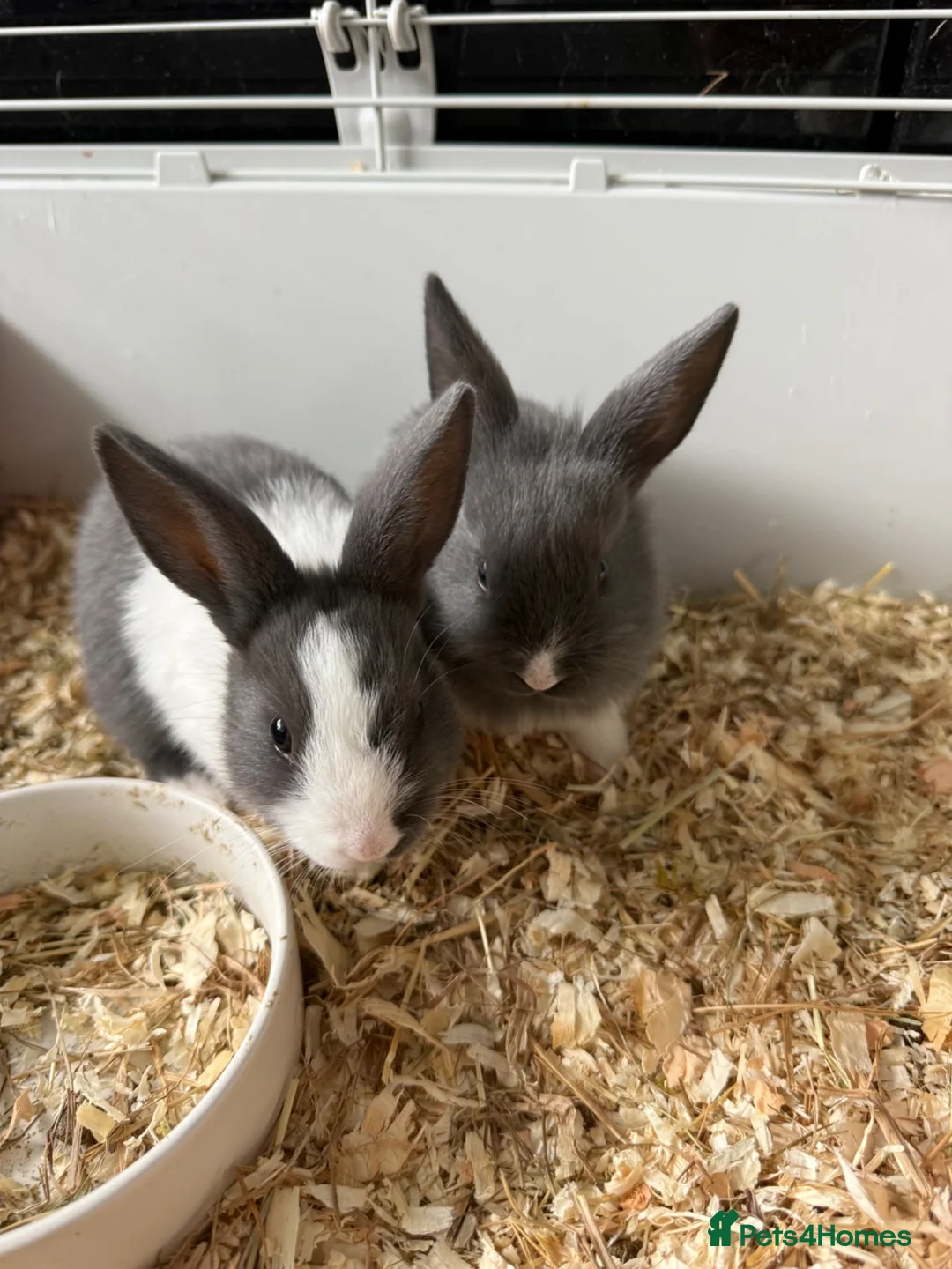 Mixed Breed rabbits for sale: Rabbits ready to go now  - Advert 4
