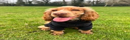 Cocker Spaniel dogs for sale: 21 Month Cocker Spaniel in Fleet - Advert 9
