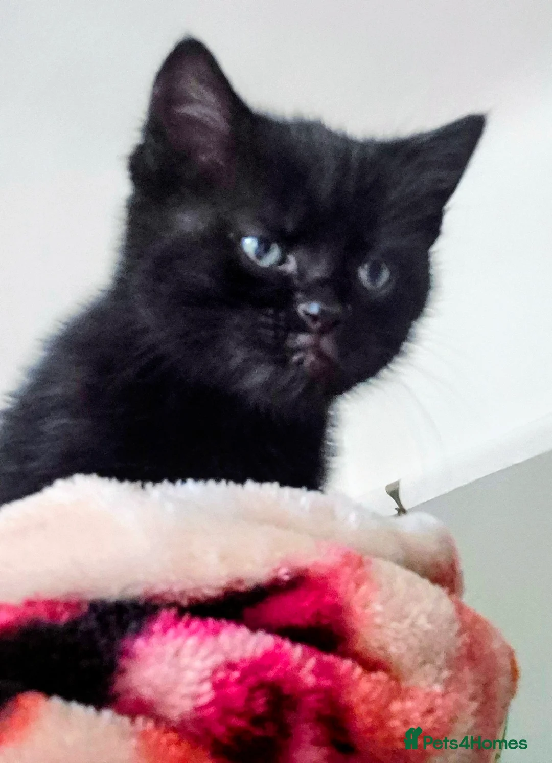 British Shorthair cats for sale: 3 beautiful little kittens !! - Advert 10