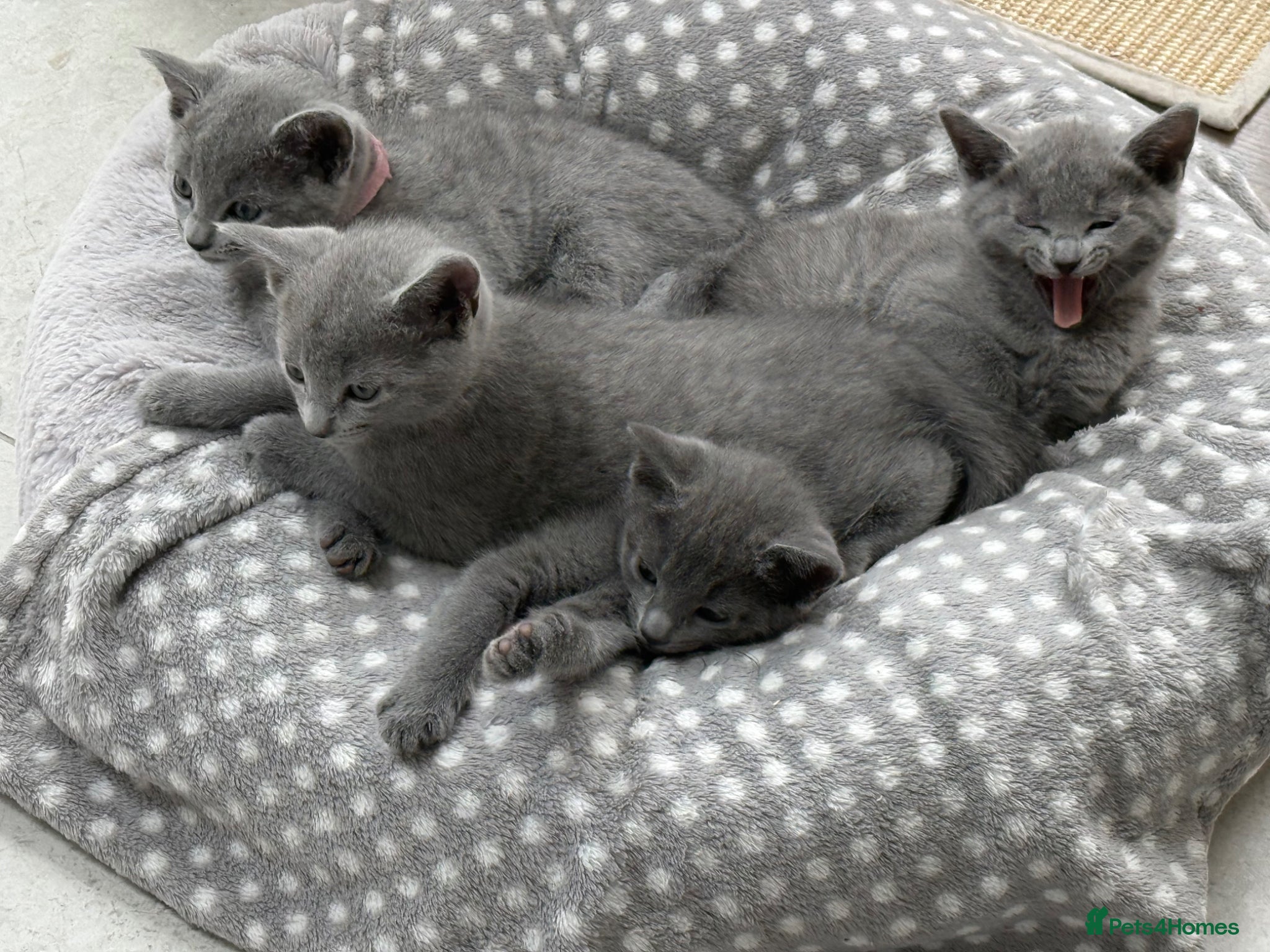 Russian Blue cats for sale: Pure Russian blue kittens with emerald green eyes! in London - Advert 18