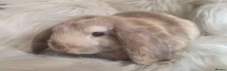 Mini Lop rabbits for sale: Beautiful mini lops boys and girls avalible . - Advert 3