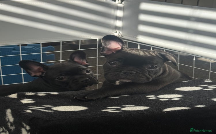 French Bulldog dogs - Advert 2