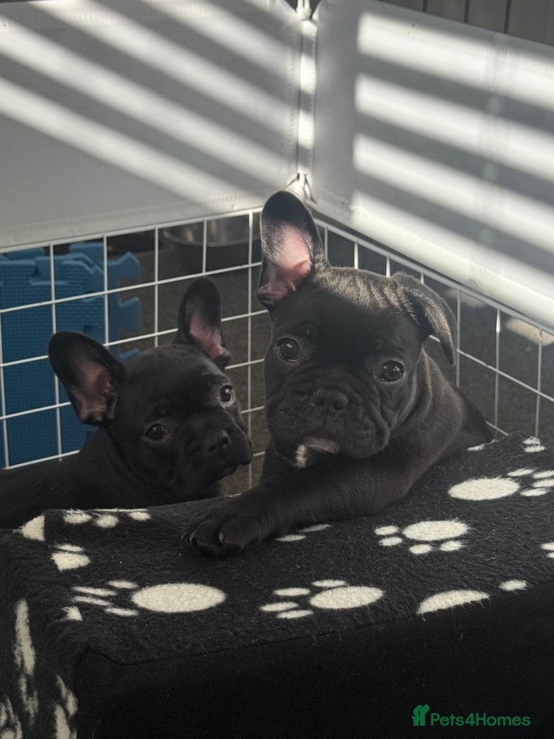 French Bulldog dogs for sale:  Adorable Frenchies Puppies Ready for them home - Image 1