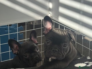 French Bulldog dogs - Advert 13