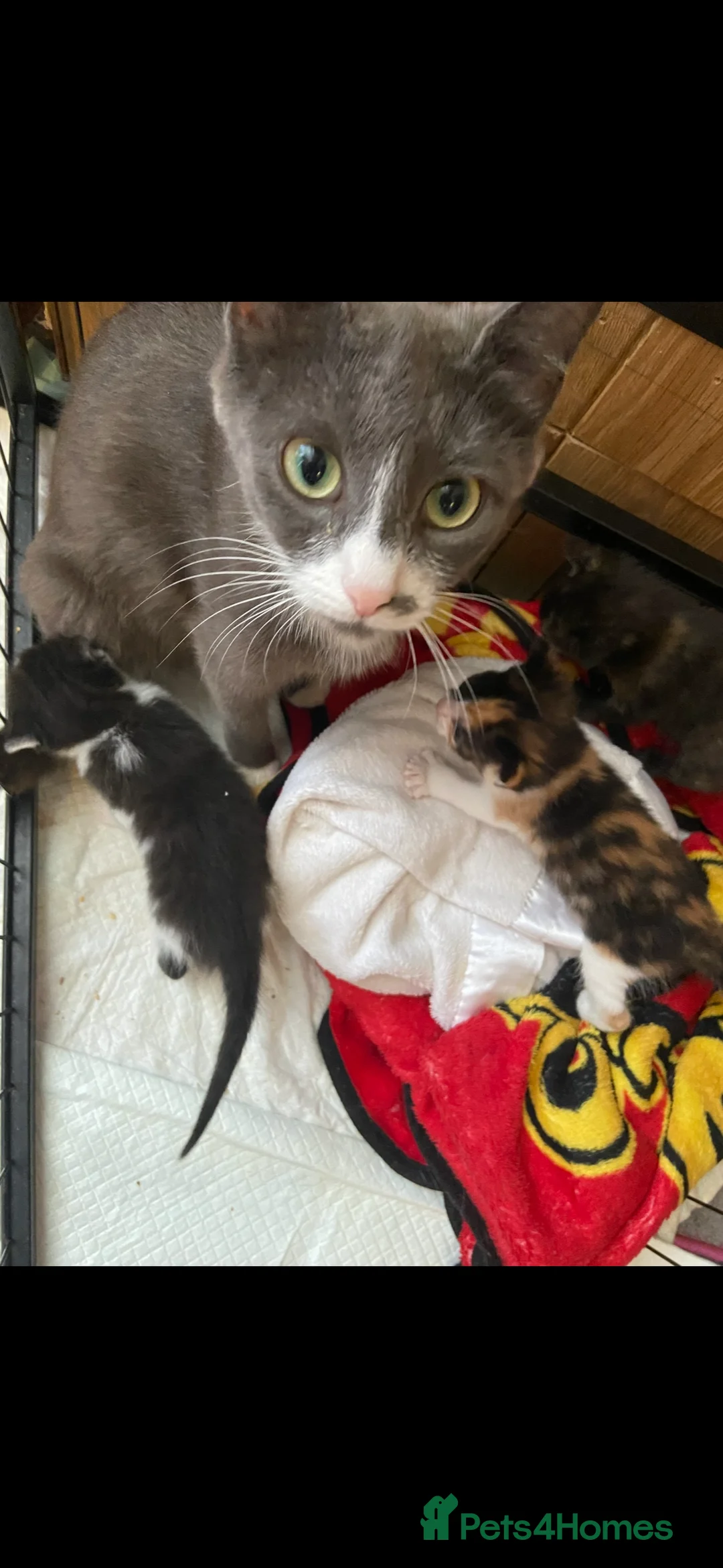 Mixed Breed cats for sale: Siamese mix kittens London or kent in London - Advert 2
