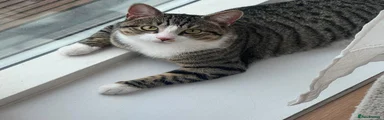 Domestic Shorthair 1
