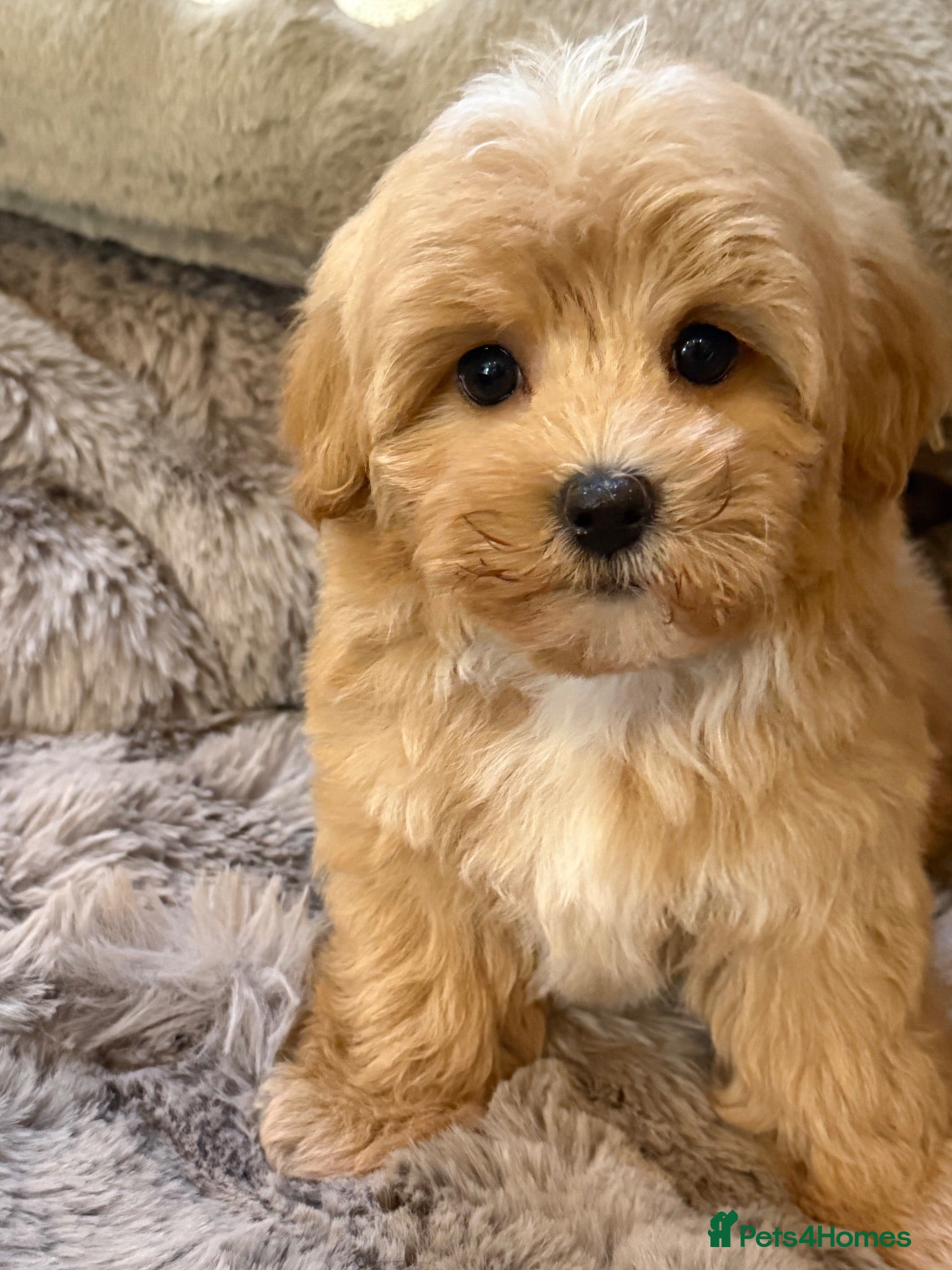 Maltipoo dogs Maltipoo Babies ready now  - Advert 1
