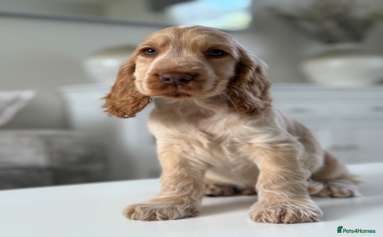 Cocker Spaniel dogs - Advert 4