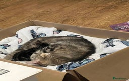 British Shorthair cats for sale: Bengal/Russian Blue/British short hair  - Image 6