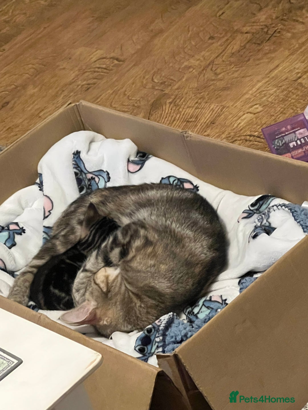 British Shorthair cats for sale: Bengal/Russian Blue/British short hair  - Image 6