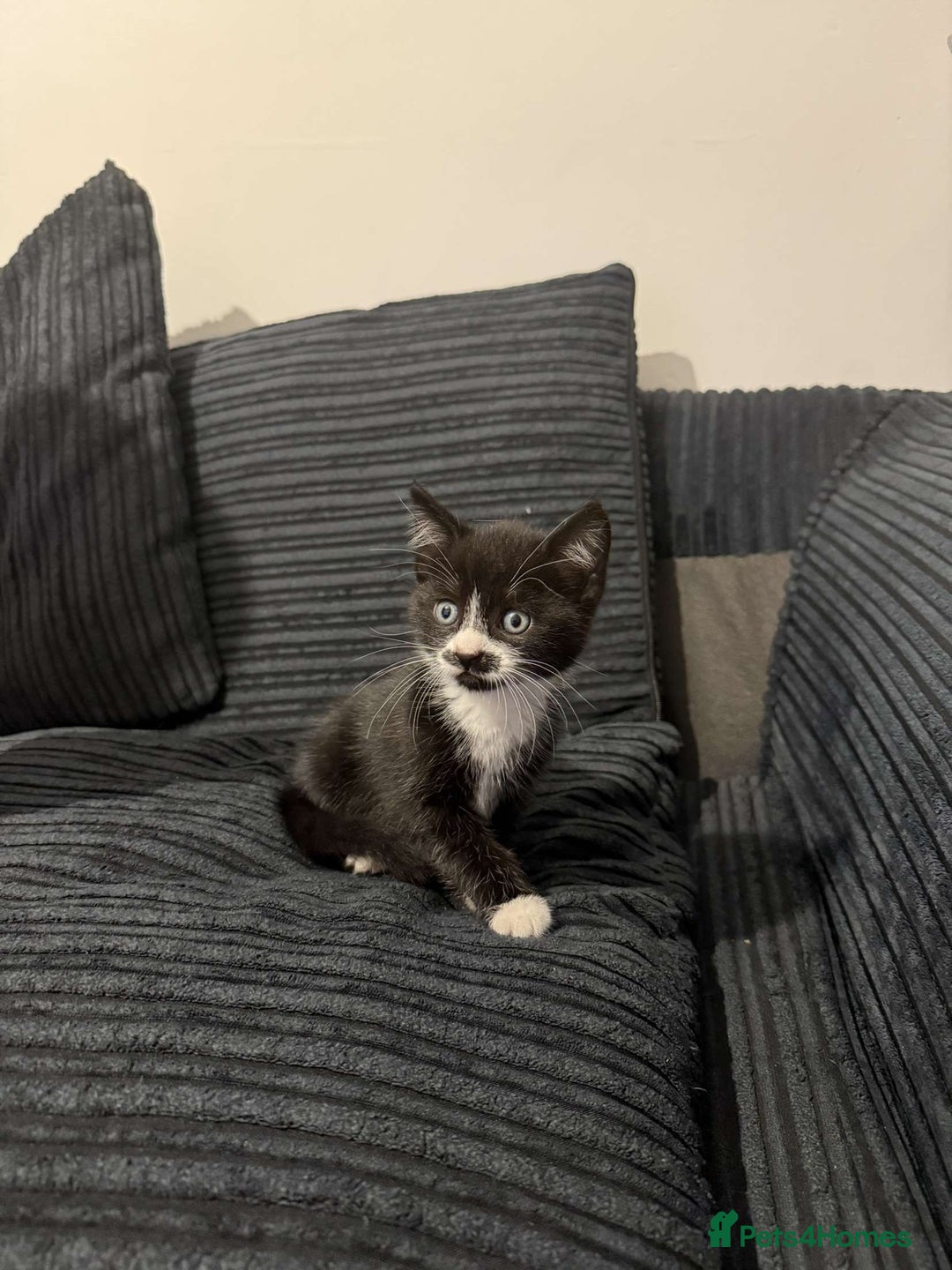 Mixed Breed cats for sale: 2 Very Cute kittens Ready to Leave NOW! - Image 7