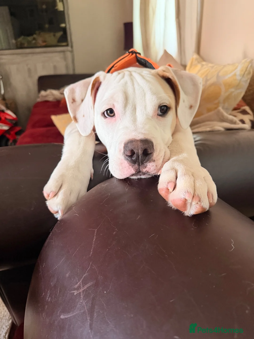 Alapaha Blue Blood Bulldog dogs for sale: Odie 6 month old pup - Advert 7