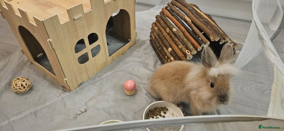 Lionhead rabbits for sale: Lionhead bunnies x2 male - Advert 4