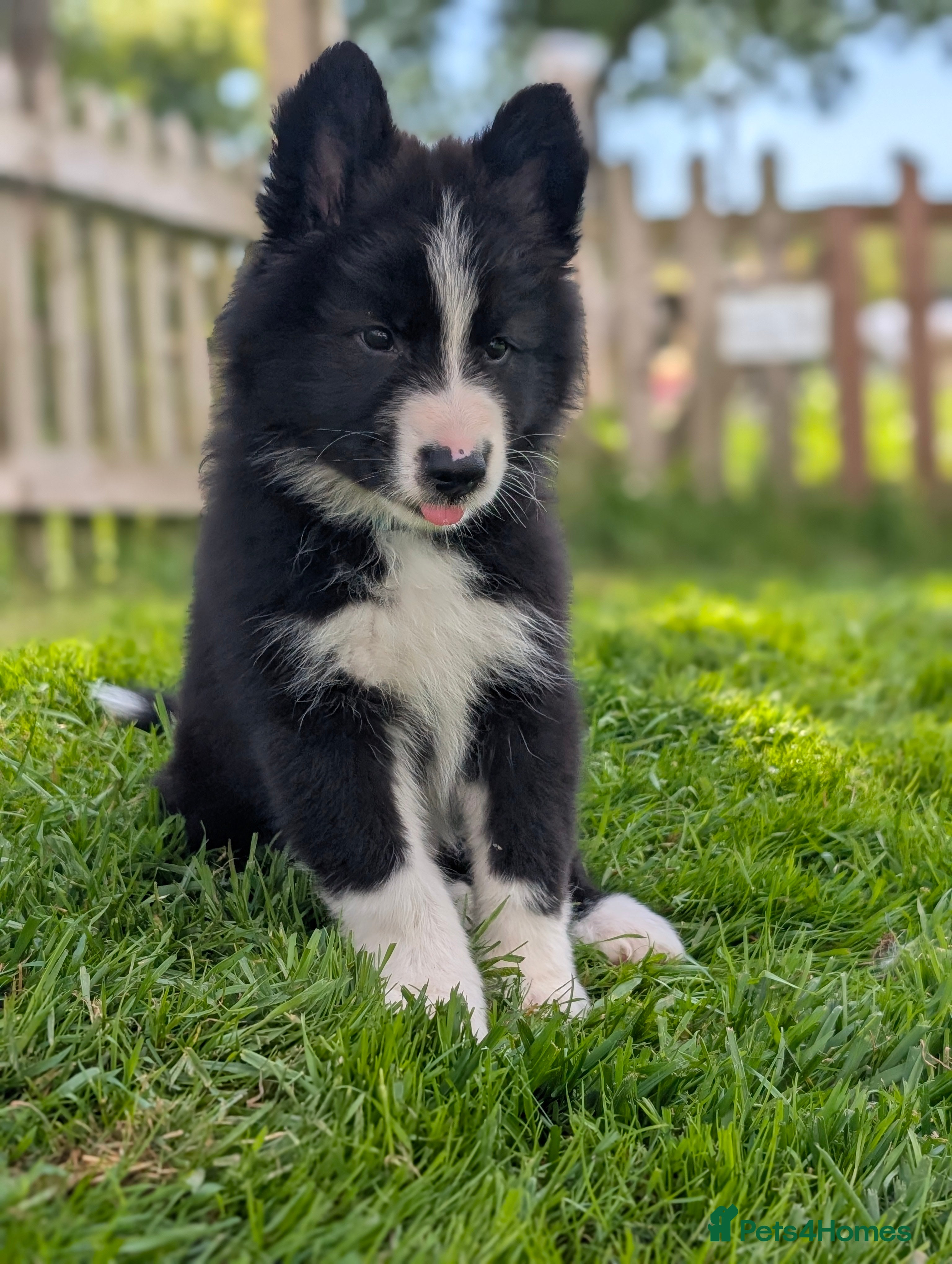 Mixed Breed dogs ✨1 Boy left ✨SWISS SHEPHERD/BORDER COLLIE/HUSKY  - Advert 9