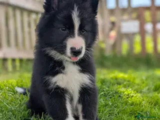 Mixed Breed dogs ✨1 Boy left ✨SWISS SHEPHERD/BORDER COLLIE/HUSKY - Advert 1