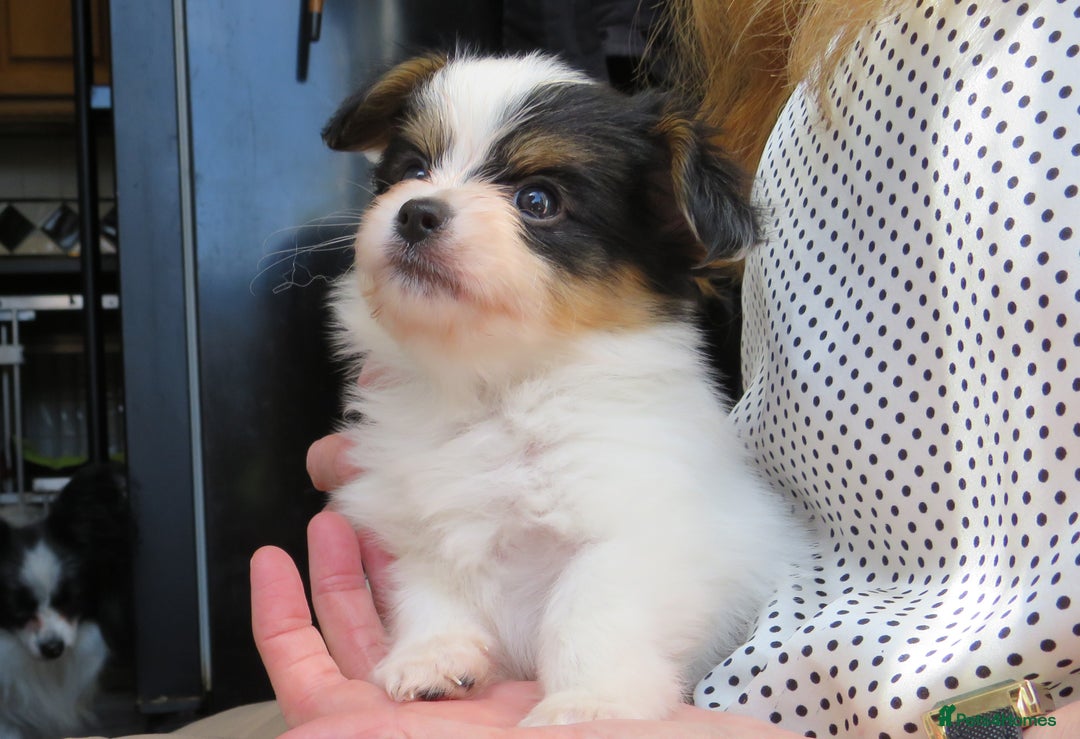 Papillon dogs for sale: 3 lovely Papillon boys  - Image 1