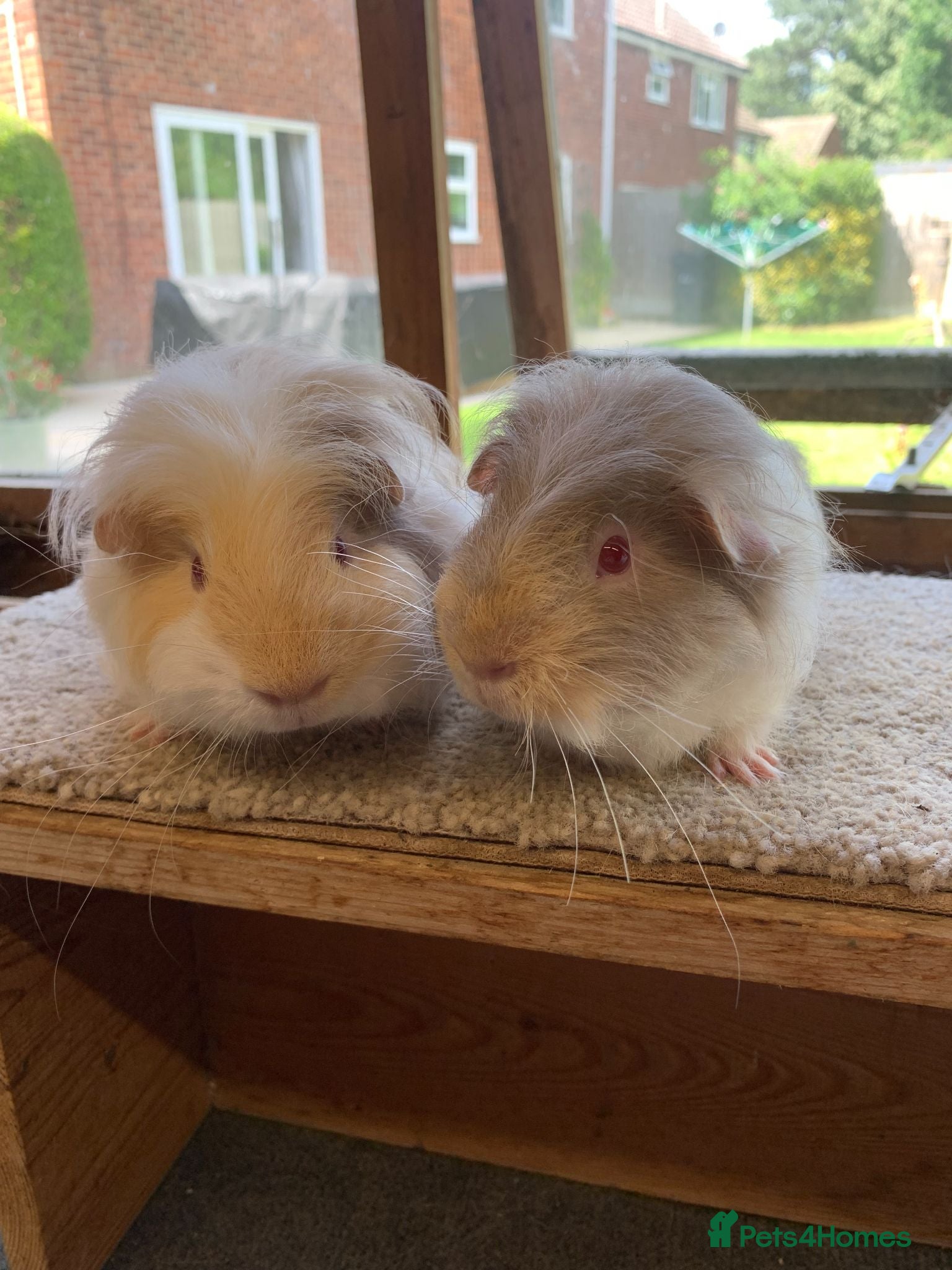 Guinea Pig rodents Sweet Baby Longhaired Guinea Pig Boars - Advert 2