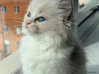 Ragdoll cats Pure Ragdoll Female Kitten - Advert 10