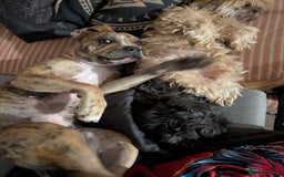 Mixed Breed dogs for sale: Mabel  - Image 2