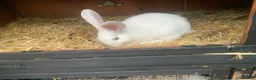 Mixed Breed rabbits for sale: German Giant cross breeds  - Advert 5
