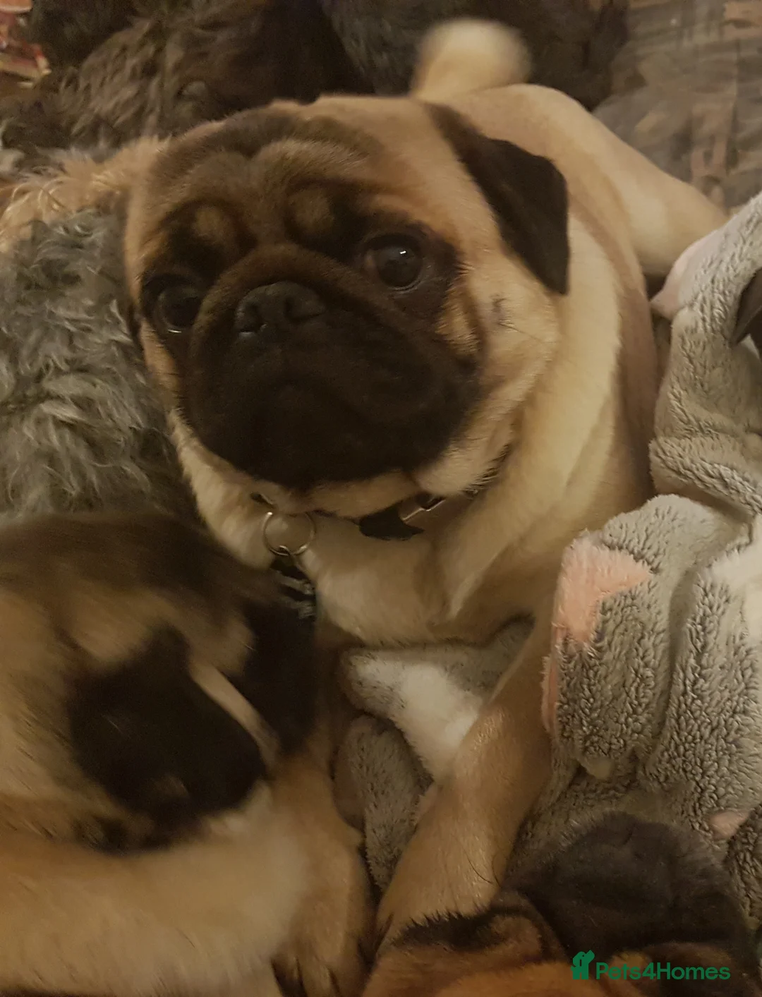 Mixed Breed dogs for sale: Shih tzu cross Pug puppies - Advert 11