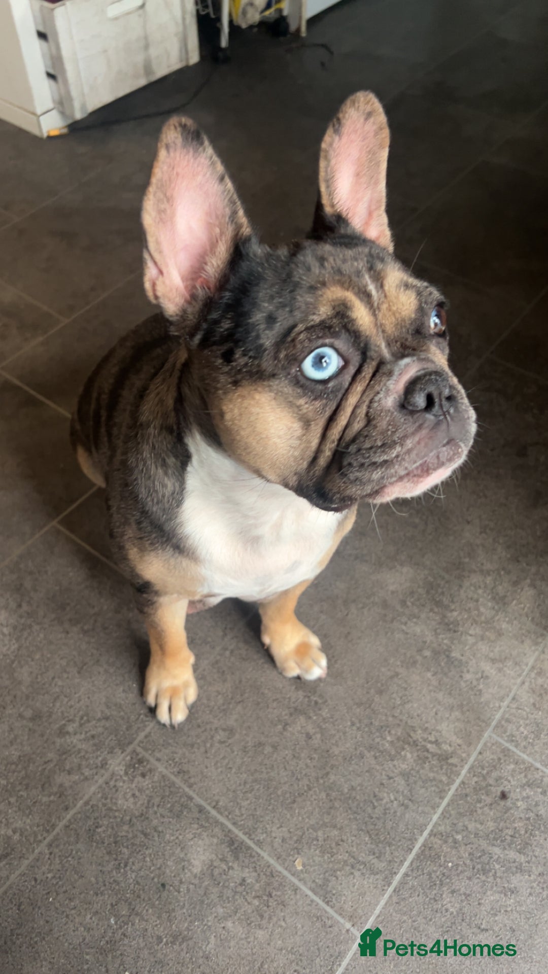 Mixed Breed dogs for sale: French bulldog/pocket bully  - Image 2