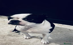 Boston Terrier dogs for sale: Boston Terrier Girl  - Image 3