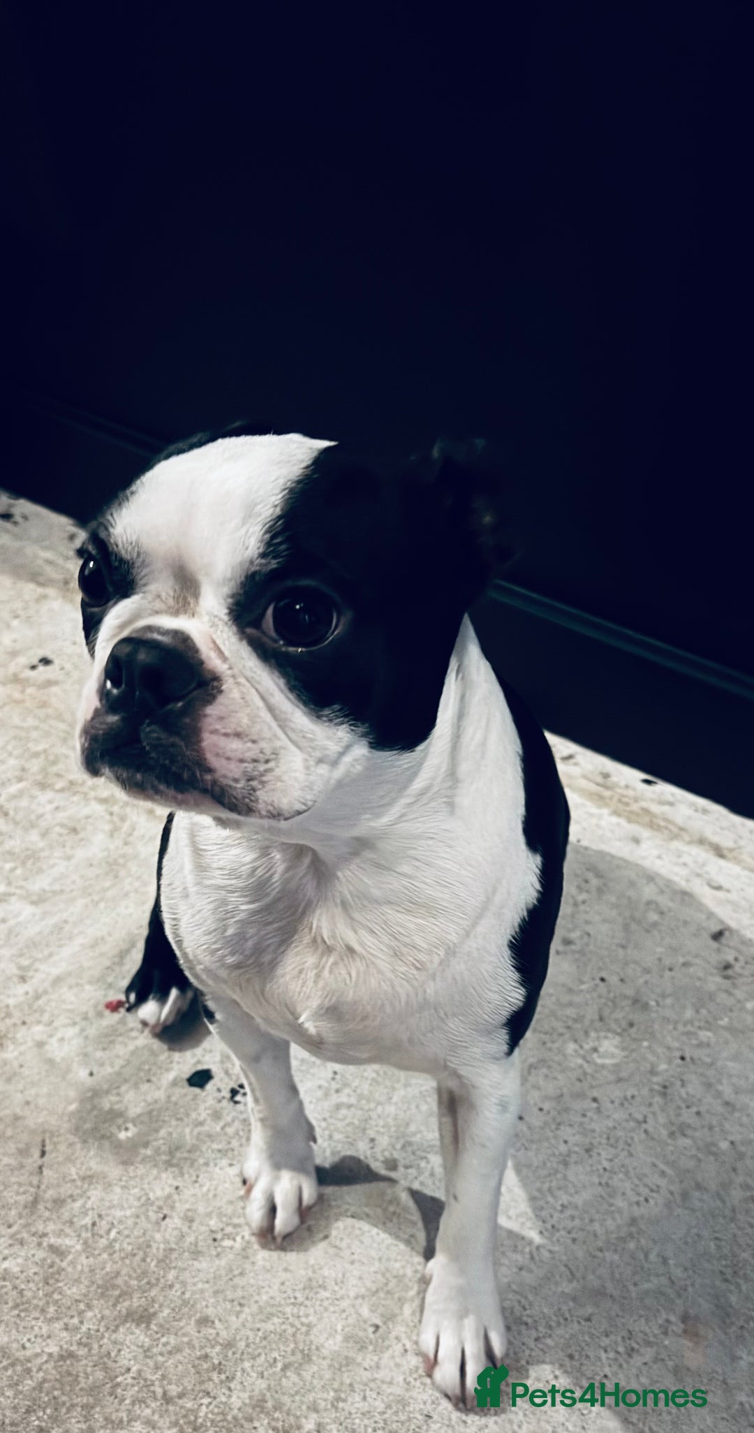 Boston Terrier dogs for sale: Boston Terrier Girl  - Image 3