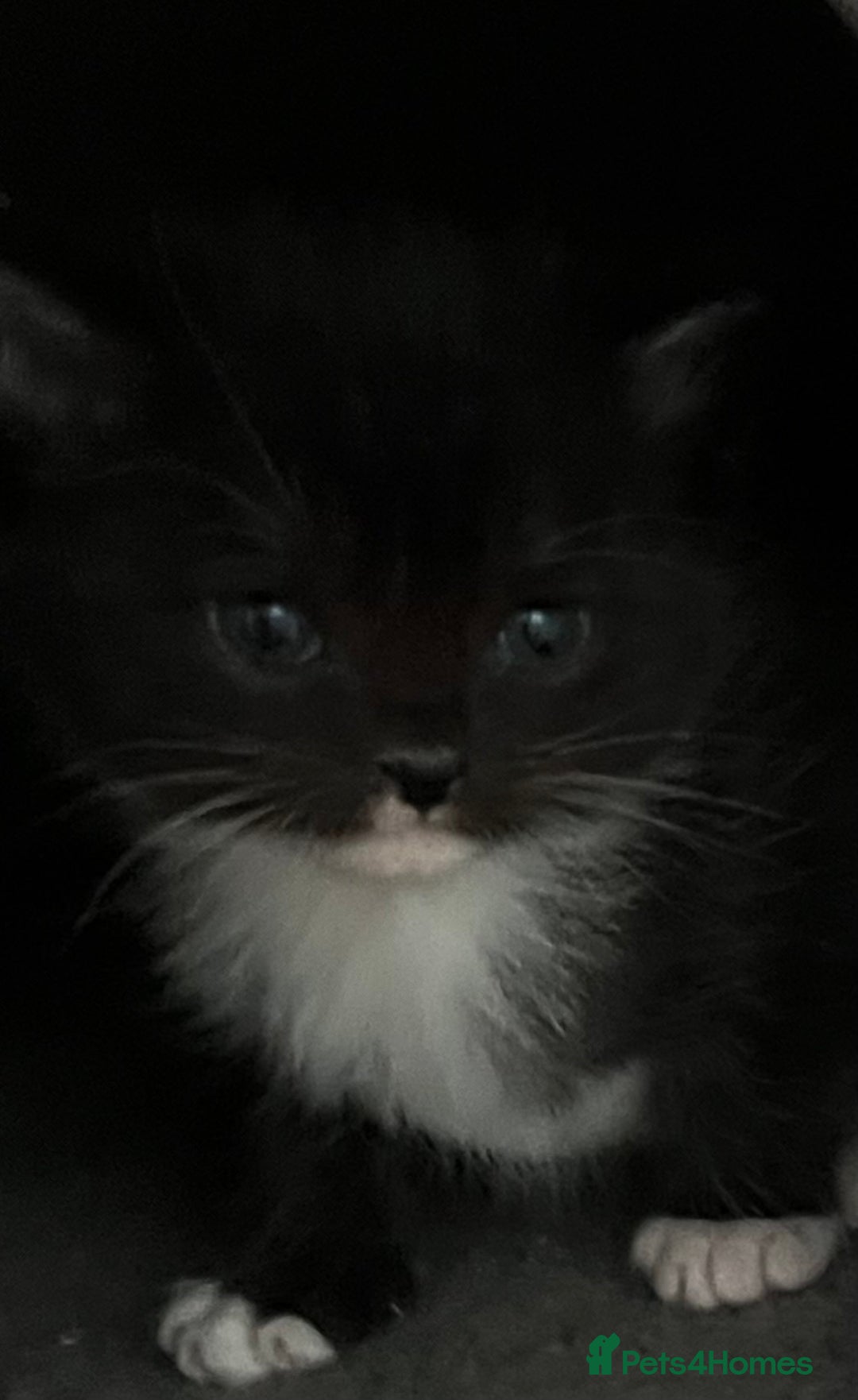 Mixed Breed cats for sale: CLEMENTINE’S CUTIES - (MUM with BENGAL)   - Advert 26