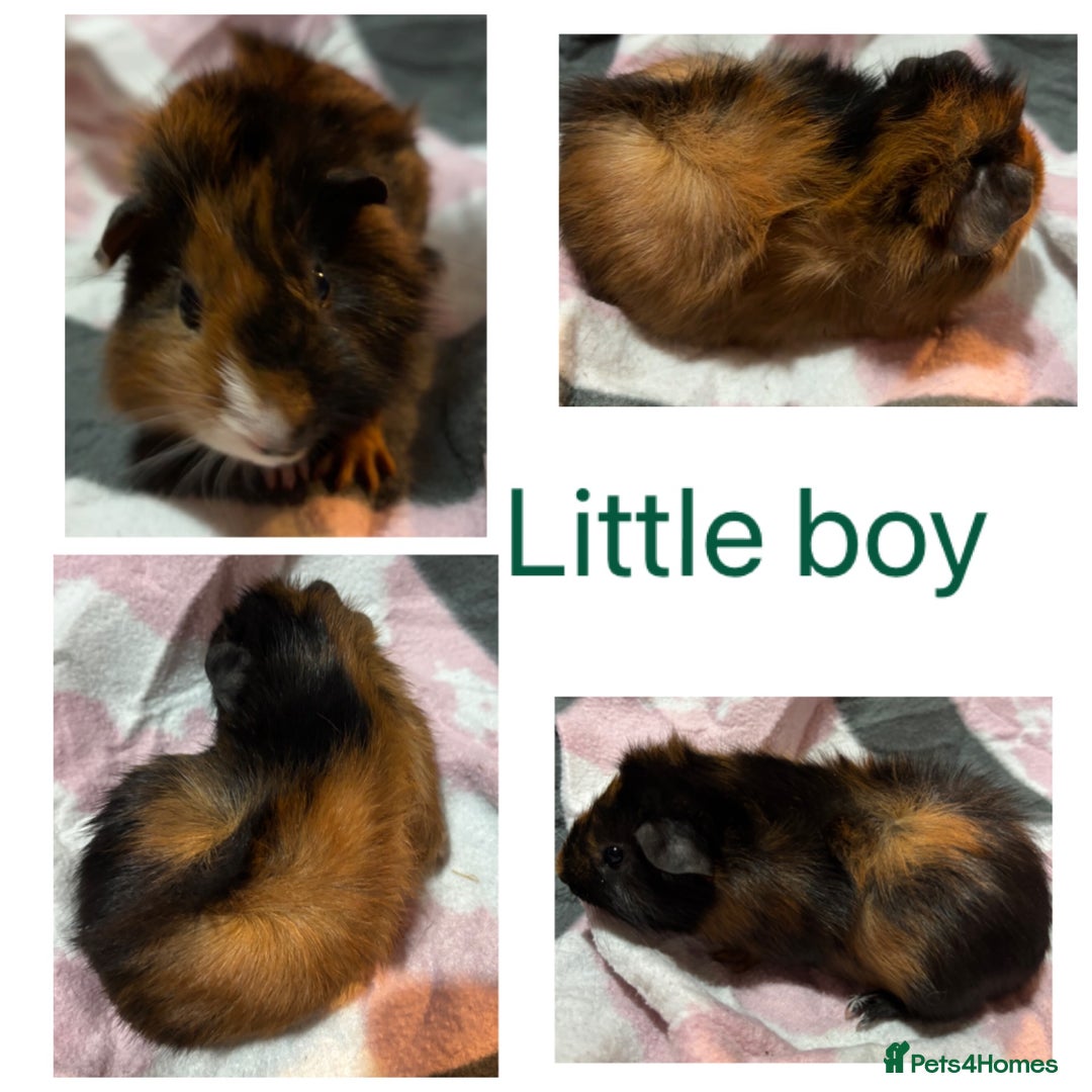 Guinea Pig rodents for sale: X3 baby girls x1 boy guinea pigs. - Image 8
