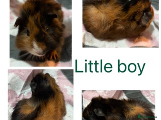 Guinea Pig rodents - Advert 6