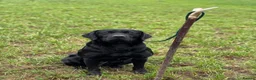 Borador dogs for sale: 4 Borador puppies for sale  - Advert 2