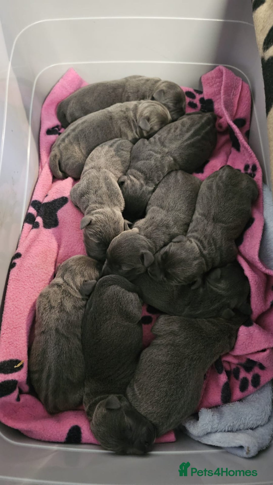 Staffordshire Bull Terrier dogs for sale: KC & DNA Tested Blue Staffordshire Bull Terriers - Advert 4