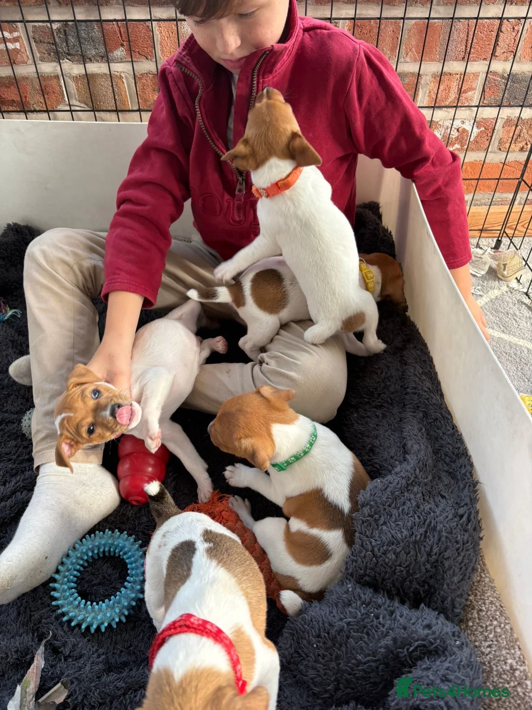 Jack Russell dogs for sale: Beautiful Jack Russell Puppies - Advert 14