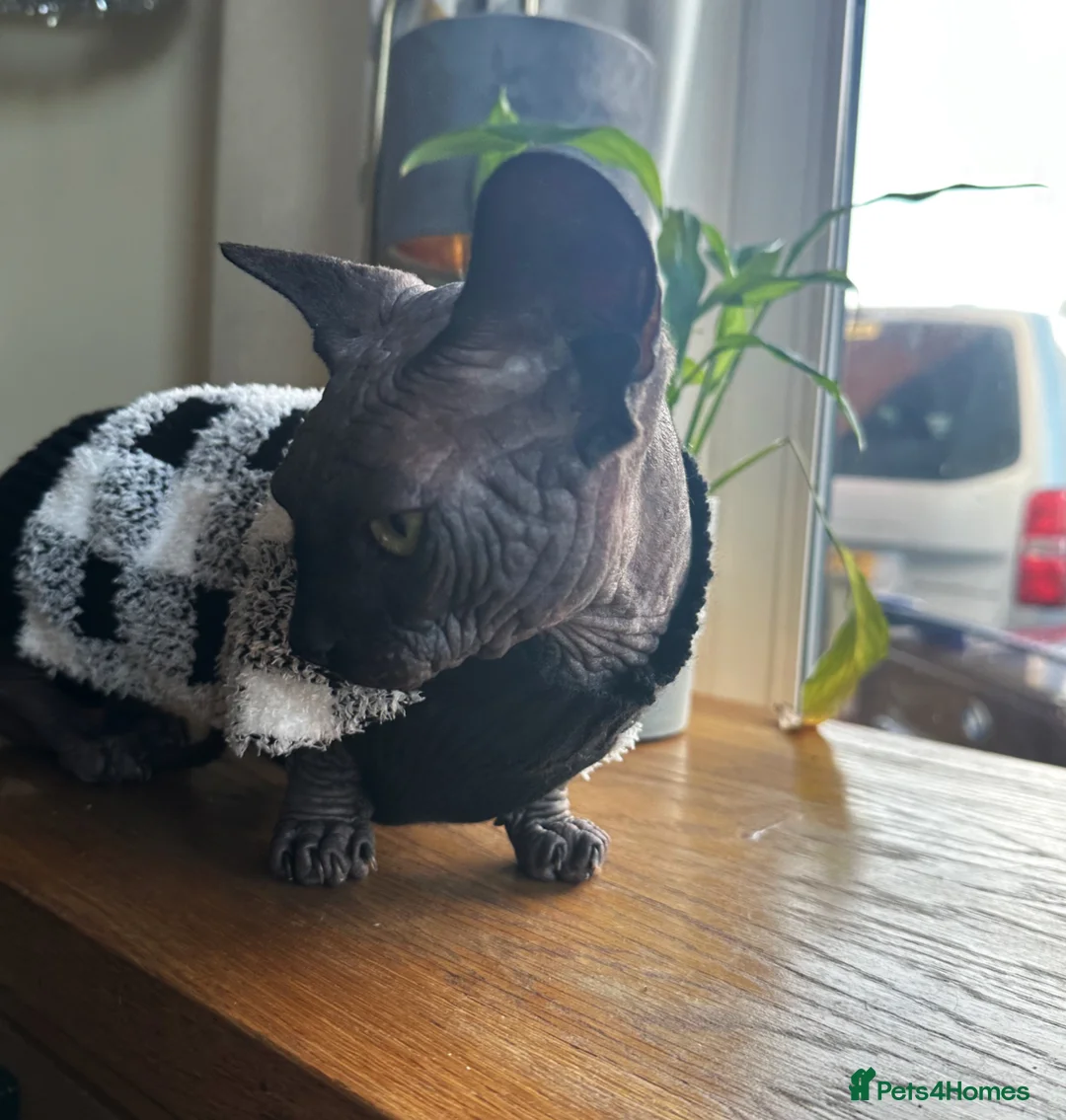 Sphynx cats for sale: Stunning TICA Registered Bambino Boy – Proven Stud - Advert 10